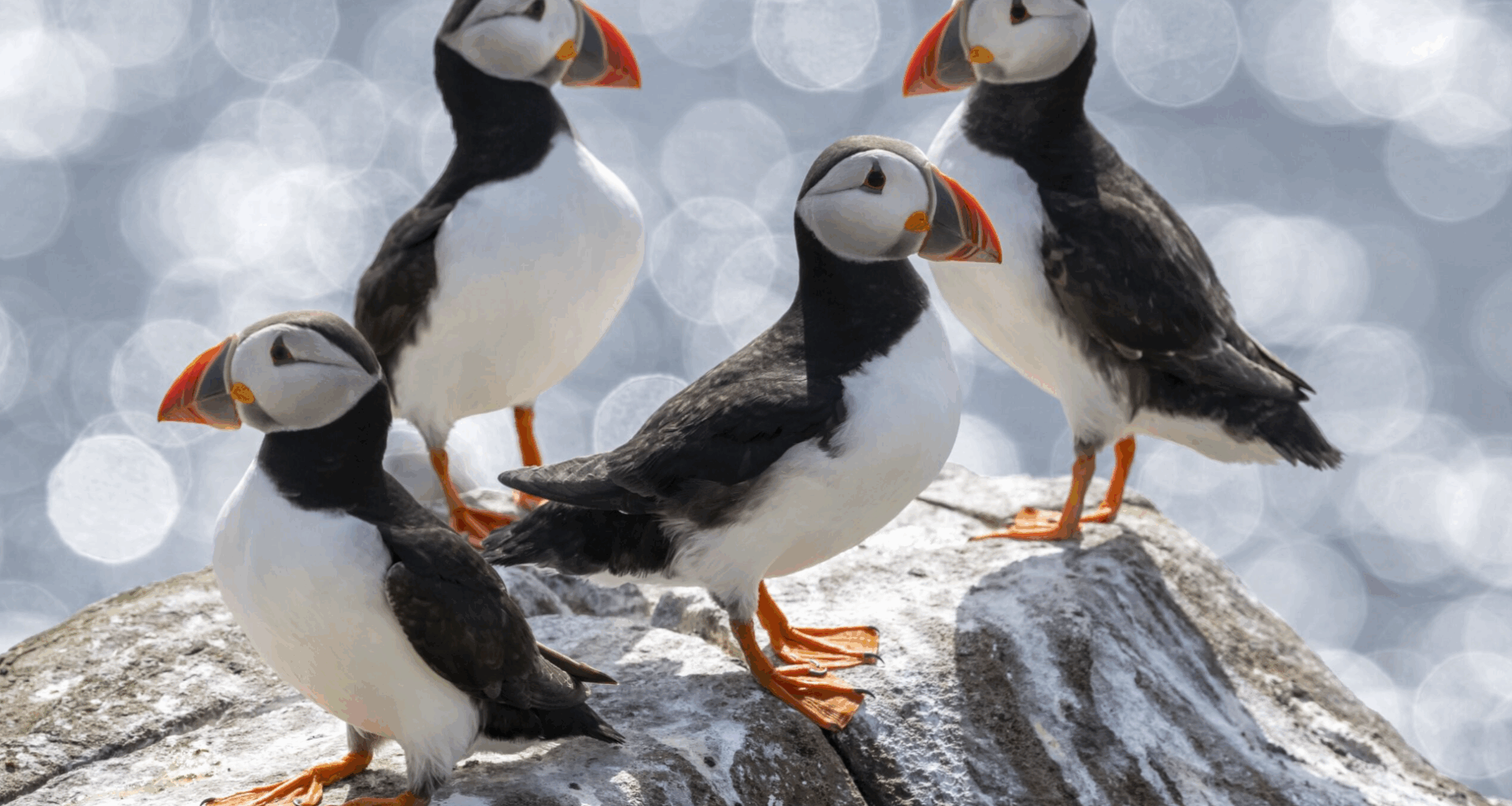 How Brexit is boosting Britain’s Puffin population – Channel 4 News