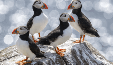 How Brexit is boosting Britain’s Puffin population – Channel 4 News