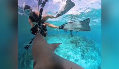 Sharks Attack Underwater Camera and Swarm Divers in Australia
