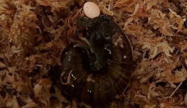 A Powelliphanta augusta snail laying an egg through its neck pore.