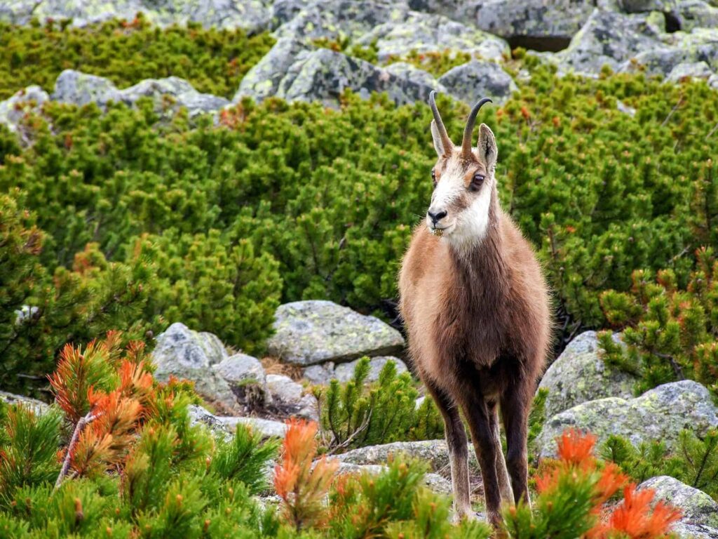 Chamois, a horned mammal native to southern Europe