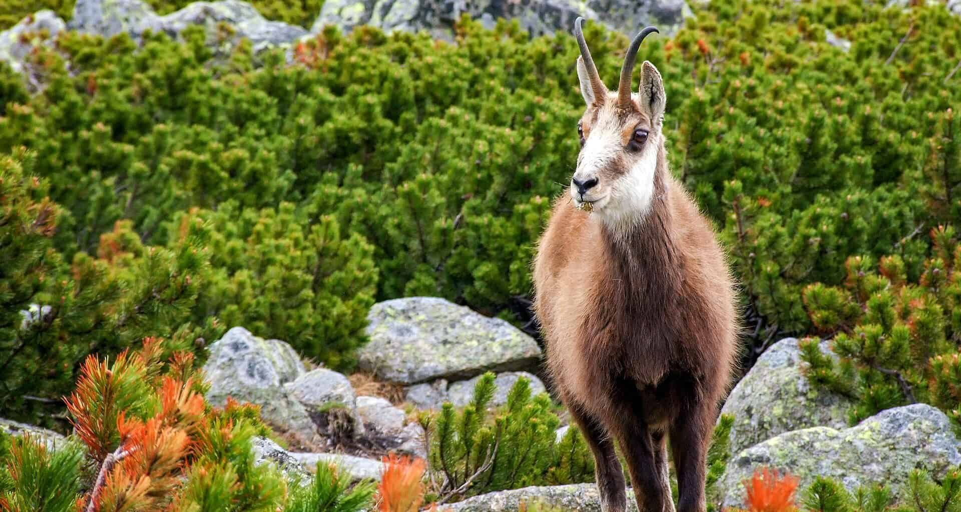 Chamois, a horned mammal native to southern Europe