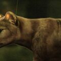 Thylacine