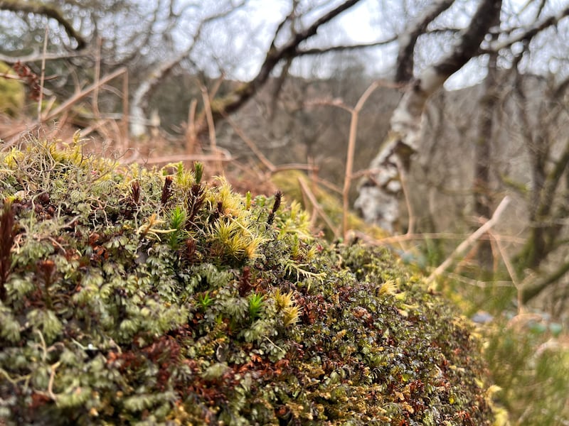 Temperate rainforest is rich in mosses, liverworts and ferns