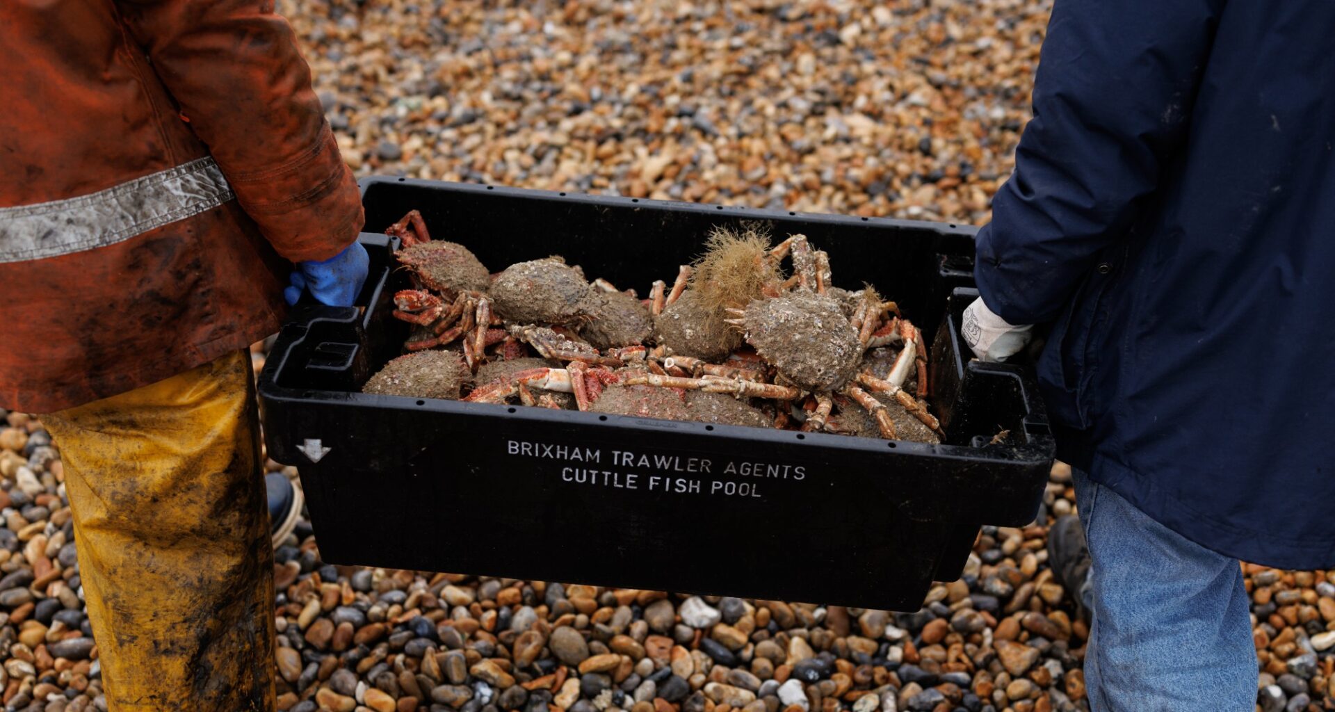 Fisherman bring in a crate of spider crabs ashore in Hastings, England