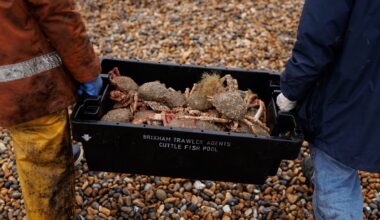 Fisherman bring in a crate of spider crabs ashore in Hastings, England