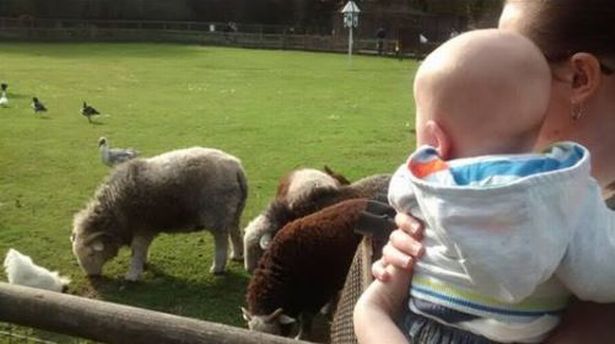 You can see the animals at the free zoo