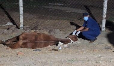 How 57 racing horses from Hyderabad ended up in Jabalpur, prompting M.P. govt probe