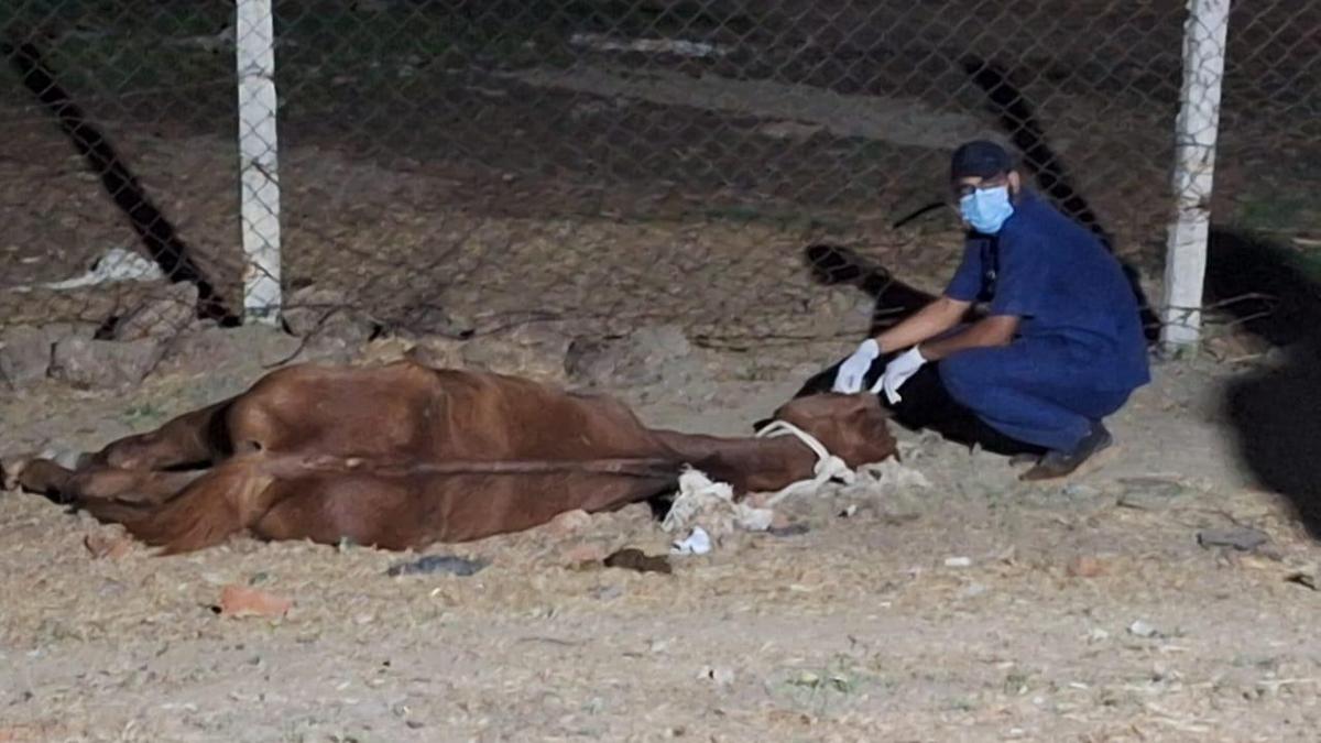 How 57 racing horses from Hyderabad ended up in Jabalpur, prompting M.P. govt probe