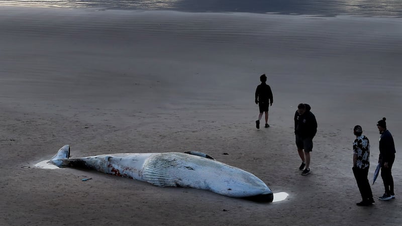 Huge 24 foot minke whale washes up on Portstewart Strand
