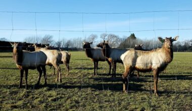 Forest & Bird critical of government move to protect elk in Fiordland National Park