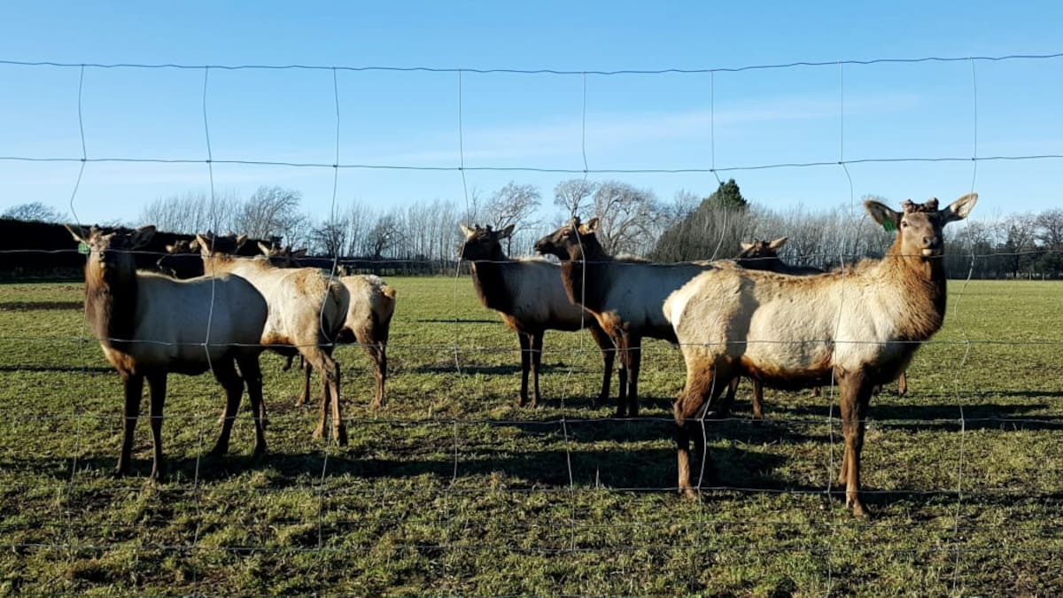 Forest & Bird critical of government move to protect elk in Fiordland National Park