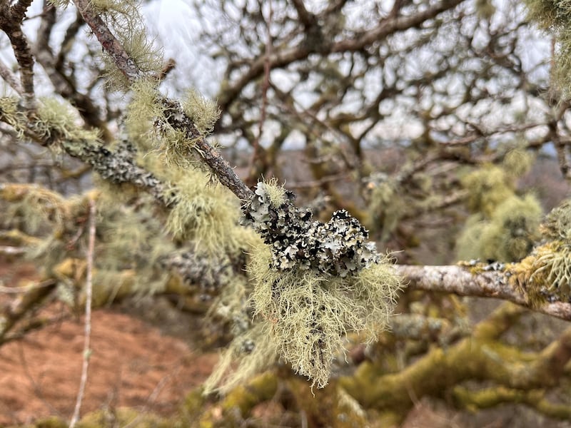Temperate rainforests are home to many species of lichen