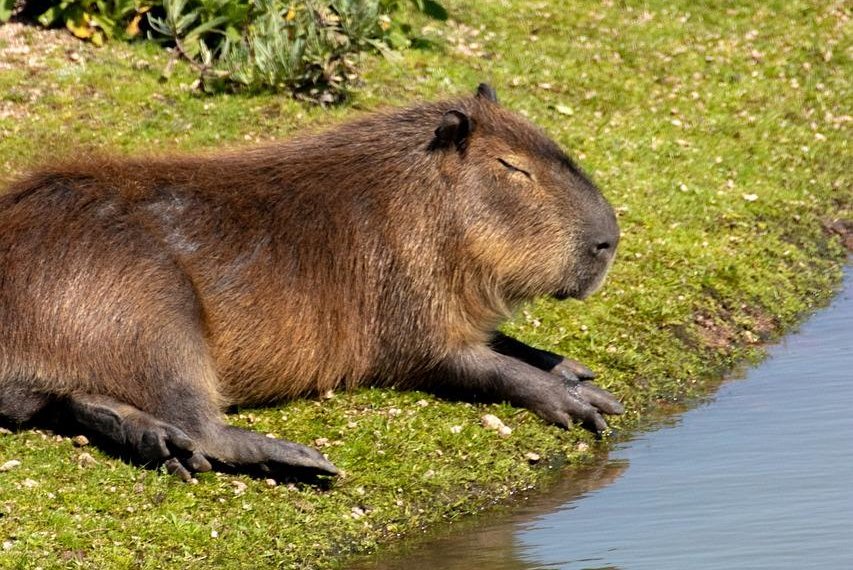 Zoo asks public to be on the lookout for escaped capybara