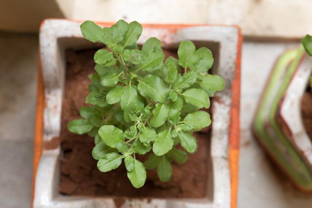 The tulsi plant is effective for different ailments, is an analgesic, and has antioxidant properties. (Shutterstock)