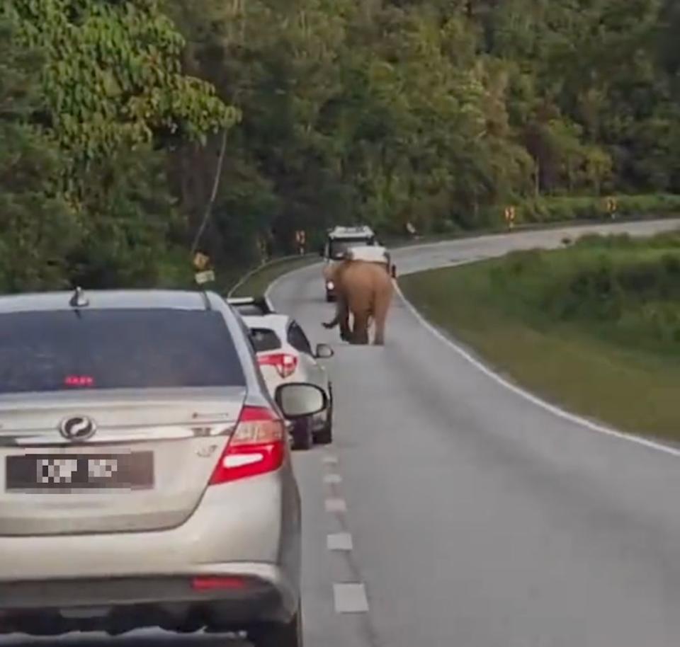 As more land is cleared for housing, agriculture and infrastructure, animals are forced to navigate dangerous human dominated landscapes in search of food, water, or mates. — Screengrab from TikTok