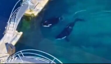 Killer Whales Trapped In Abandoned French Marine Park 4 Months After Closure