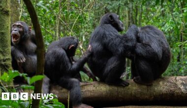 Wild chimpanzees filmed using forest 'first aid'