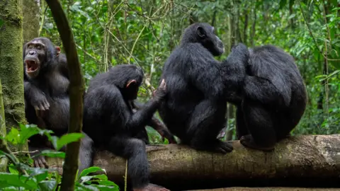 Elodie Freymann The image shows four adult chimpanzees sitting in a line on a log on the forest floor. Each appears to be grooming the animal sitting in front. 