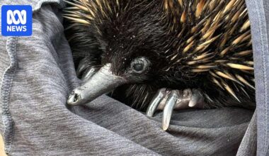 'Stranded' Eddie the echidna thought to have swum from Bribie Island's broken tip