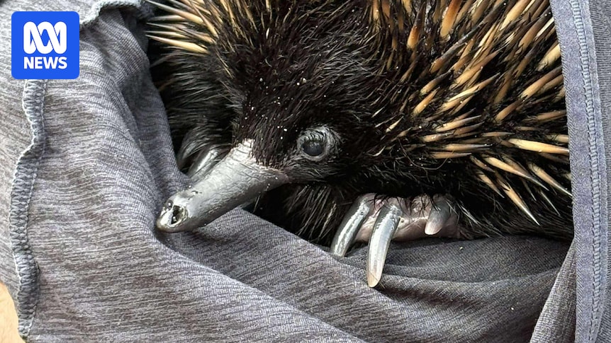 'Stranded' Eddie the echidna thought to have swum from Bribie Island's broken tip
