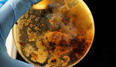 Saarvienin A: A New Glycopeptide Antibiotic Effective Against Resistant Bacteria