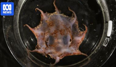 Meet the Carnarvon flapjack octopus, a newly-discovered species of rare and unusual octopus