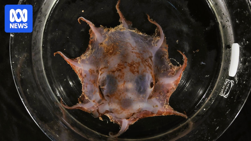 Meet the Carnarvon flapjack octopus, a newly-discovered species of rare and unusual octopus