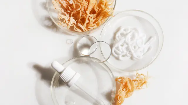 Dried sea moss and cosmetics in Petri dishes.