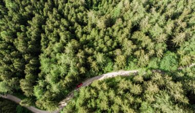 US Commodities to Avoid Strict Checks Under EU Deforestation