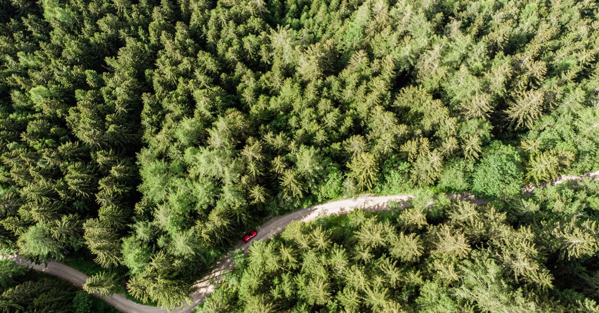 US Commodities to Avoid Strict Checks Under EU Deforestation