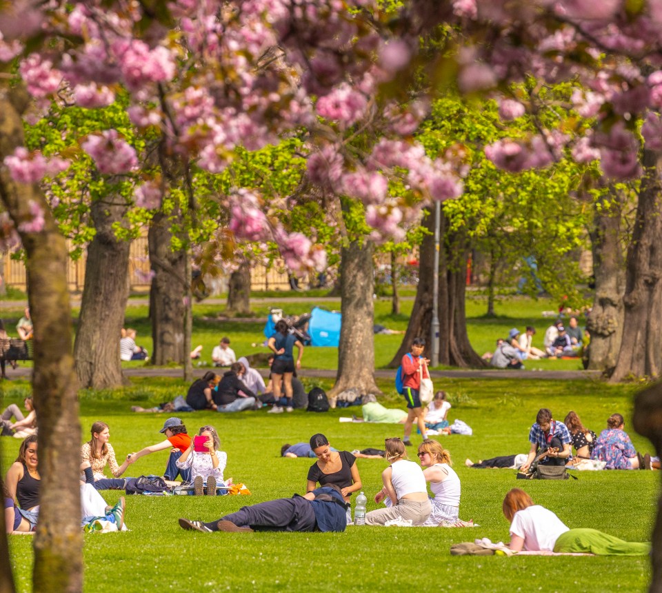 People relaxing on a sunny day in a park with cherry blossoms.
