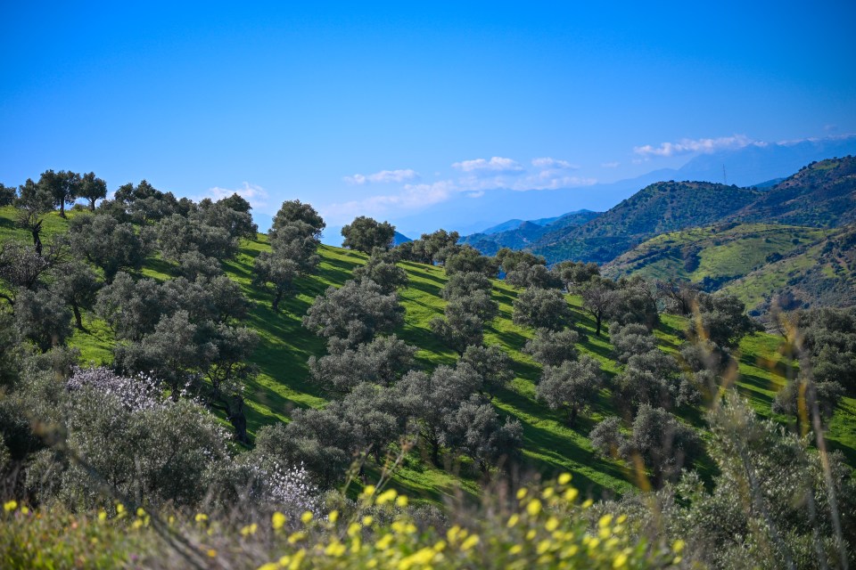 Olive trees on a hillside in Scotland.