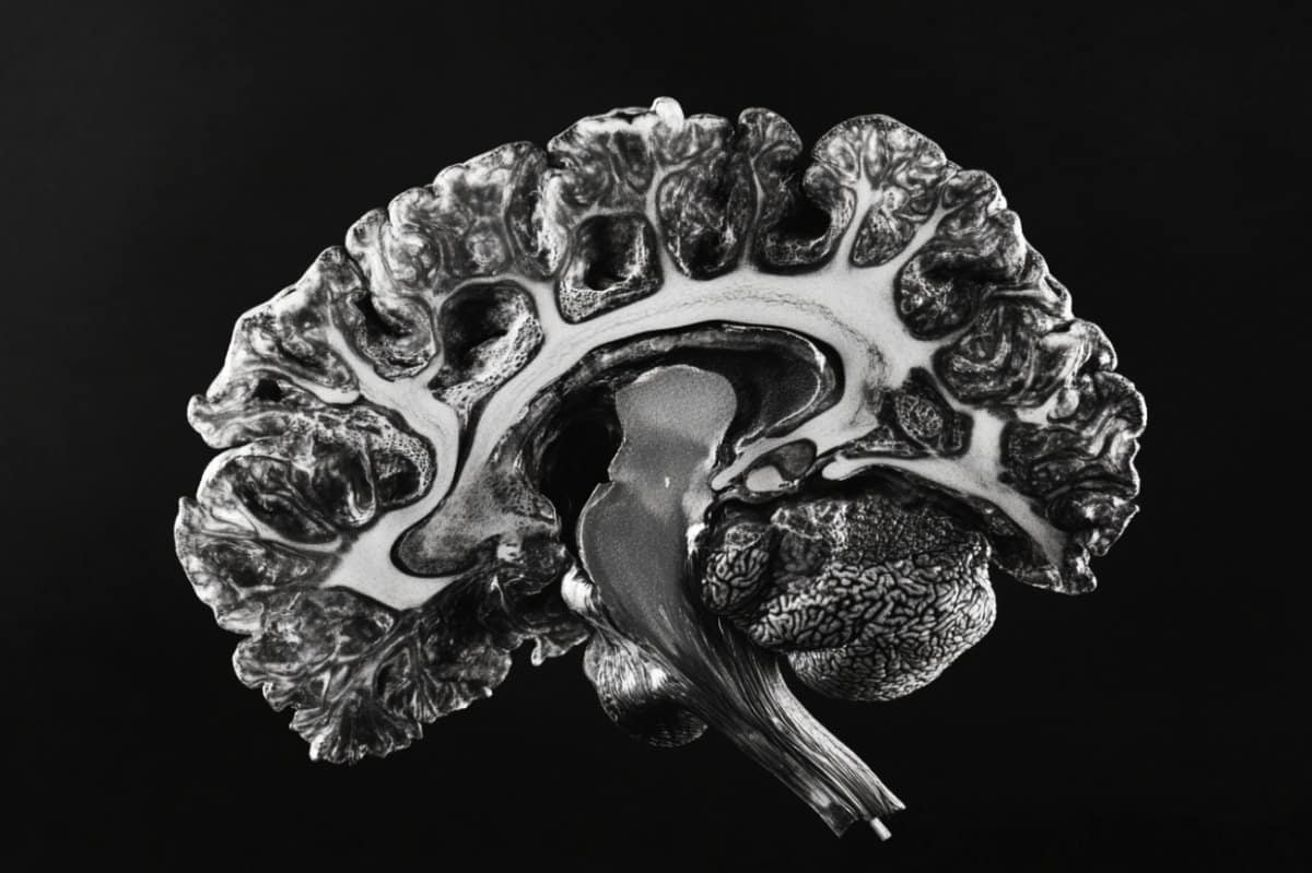 Neuroscience News logo for mobile.