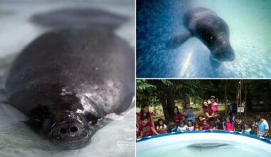 Hope floats in the Amazon as Bacuri, a young manatee, fights for survival