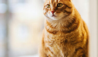 Bangkok Post - Baidu develops AI to decode animal sounds into human language