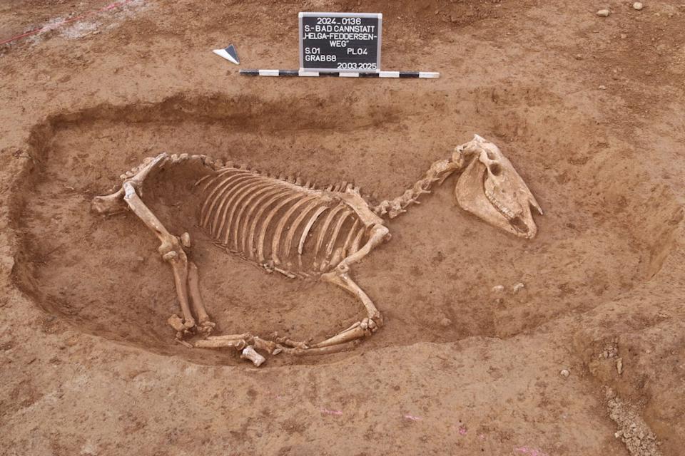 Horse skeleton unearthed at Roman-era cemetery in Stuttgart (State Office for Monument Preservation Stuttgart)