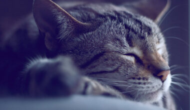 Sleep Helps Your Brain Prepare For The Future, And Now We Know How : ScienceAlert