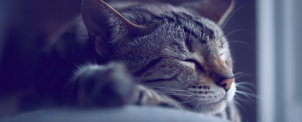 Sleep Helps Your Brain Prepare For The Future, And Now We Know How : ScienceAlert
