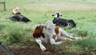 World-First Genetic Index Helps Aussie Farmers Breed Heat Tolerant Cows to Maintain Their Welfare–and Milk Supply