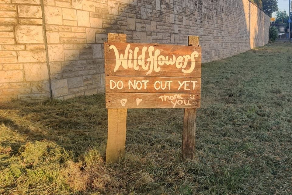 The wildflower meadow was cut last week by DfI