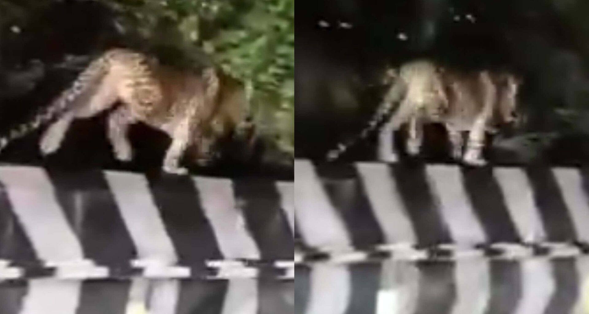 Leopard Spotted On Tirumala Ghat Road