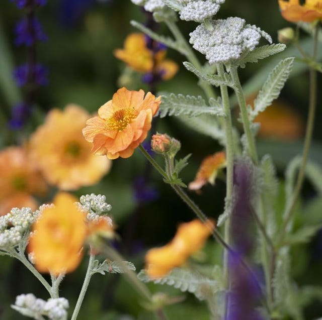 a group of flowers