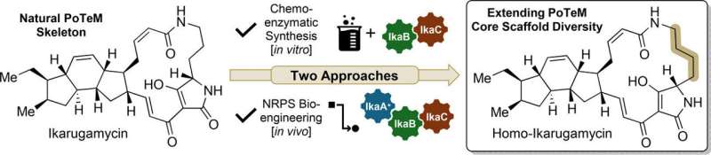Chemistry meets biology: Team develops innovative synthesis strategies for promising natural products