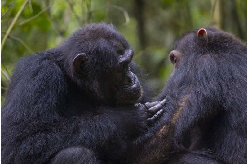 Chimpanzees use medicinal leaves to perform first aid