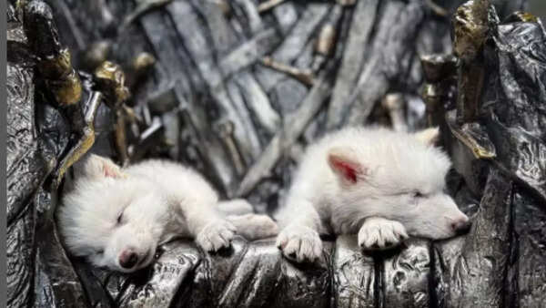Colossal scientist reveals the truth about dire wolves