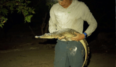 Two new crocodile species discovered, scientists say