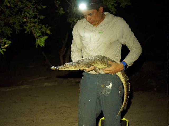 Two new crocodile species discovered, scientists say