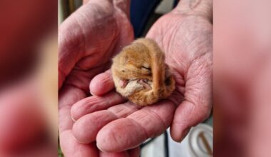 Tiny Rescued Baby Slept For 102 Days Before Finally Opening Her Eyes