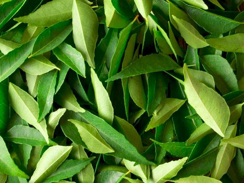 Curry leaves, commonly known to add aroma and flavour to food, are also a rich source of beta-carotene and protein, known to control hair loss and encourage healthy hair growth. (Shutterstock Photo)